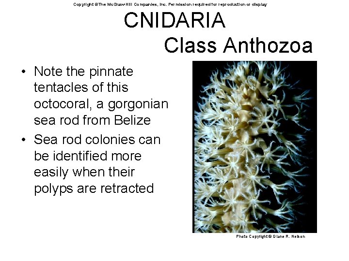 Copyright ©The Mc. Graw-Hill Companies, Inc. Permission required for reproduction or display CNIDARIA Class