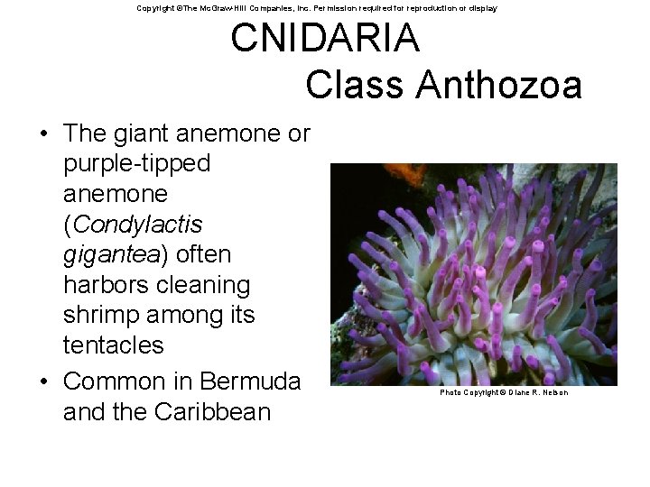 Copyright ©The Mc. Graw-Hill Companies, Inc. Permission required for reproduction or display CNIDARIA Class