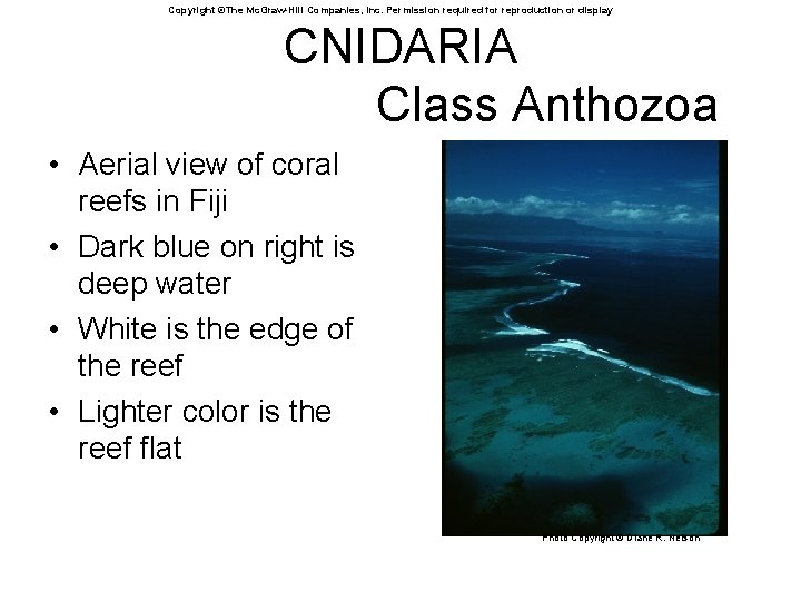 Copyright ©The Mc. Graw-Hill Companies, Inc. Permission required for reproduction or display CNIDARIA Class