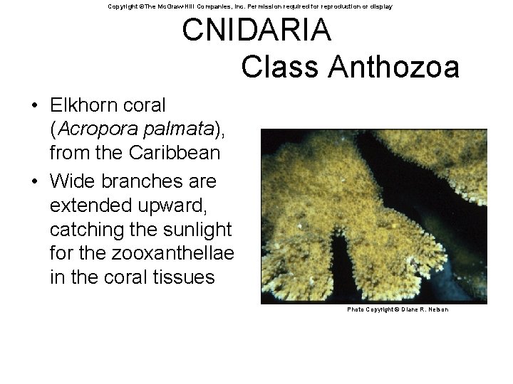 Copyright ©The Mc. Graw-Hill Companies, Inc. Permission required for reproduction or display CNIDARIA Class