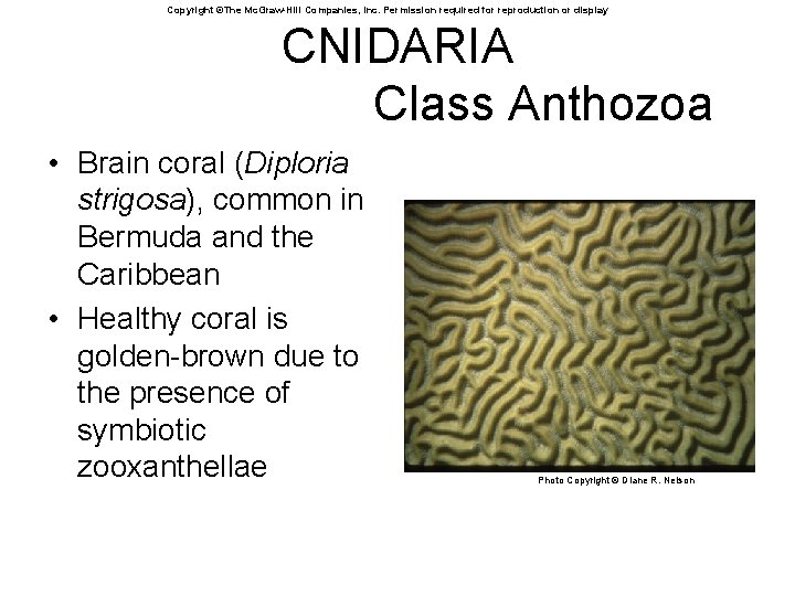 Copyright ©The Mc. Graw-Hill Companies, Inc. Permission required for reproduction or display CNIDARIA Class