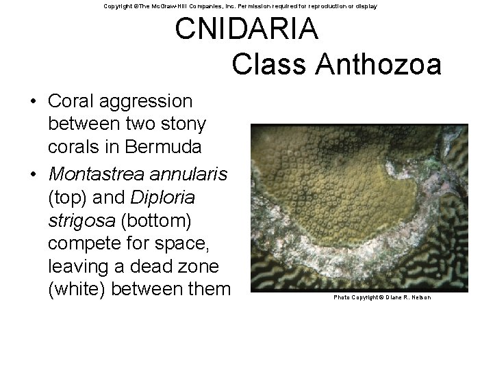 Copyright ©The Mc. Graw-Hill Companies, Inc. Permission required for reproduction or display CNIDARIA Class