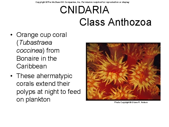 Copyright ©The Mc. Graw-Hill Companies, Inc. Permission required for reproduction or display CNIDARIA Class