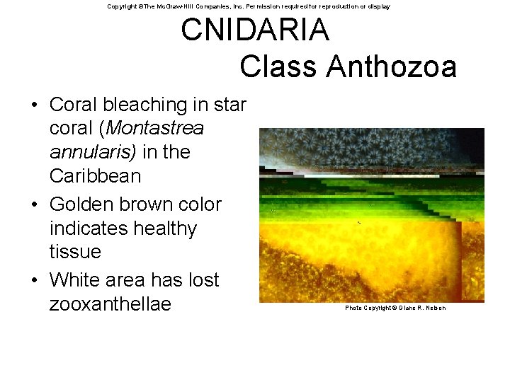 Copyright ©The Mc. Graw-Hill Companies, Inc. Permission required for reproduction or display CNIDARIA Class