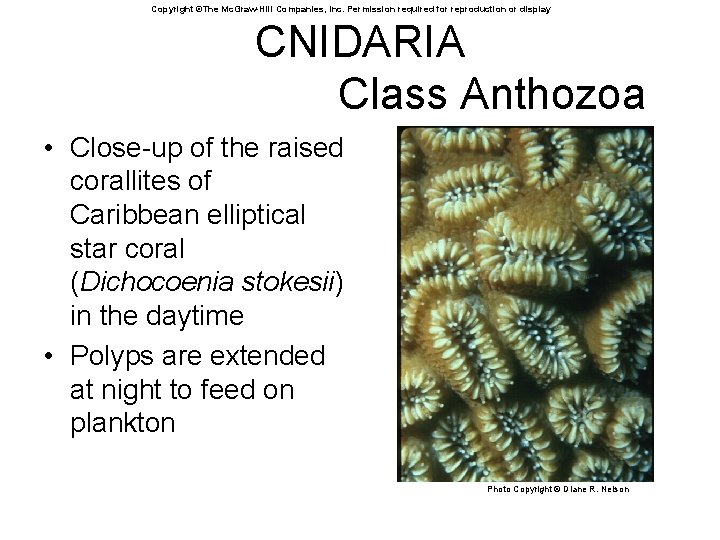 Copyright ©The Mc. Graw-Hill Companies, Inc. Permission required for reproduction or display CNIDARIA Class