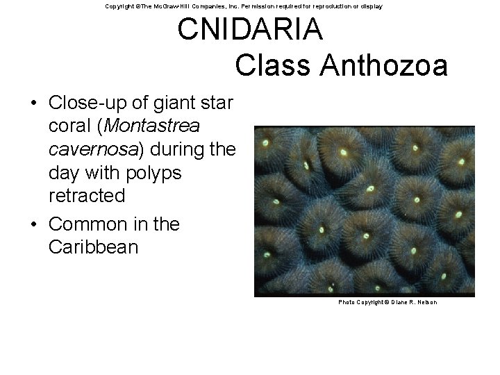 Copyright ©The Mc. Graw-Hill Companies, Inc. Permission required for reproduction or display CNIDARIA Class