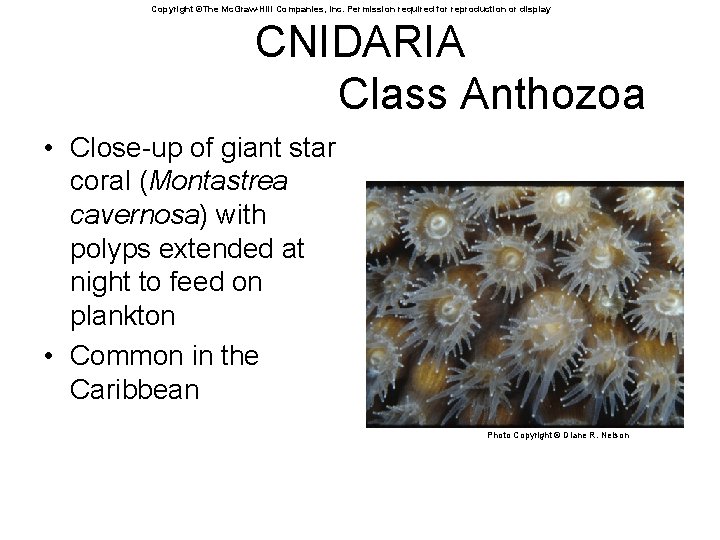 Copyright ©The Mc. Graw-Hill Companies, Inc. Permission required for reproduction or display CNIDARIA Class