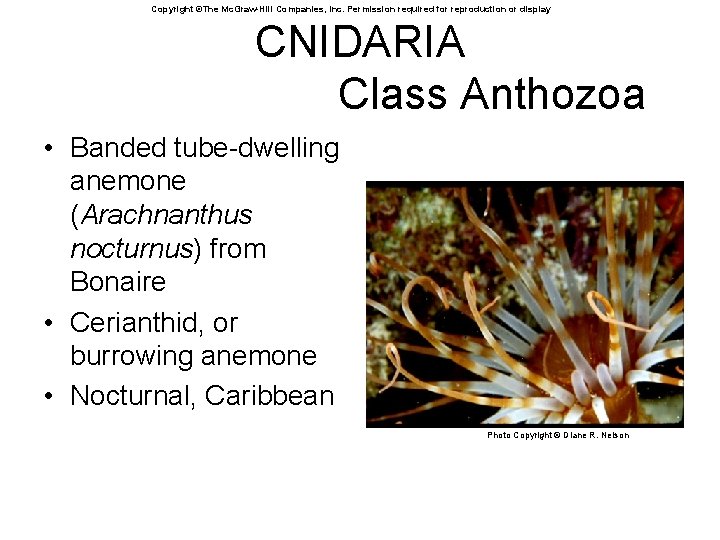 Copyright ©The Mc. Graw-Hill Companies, Inc. Permission required for reproduction or display CNIDARIA Class