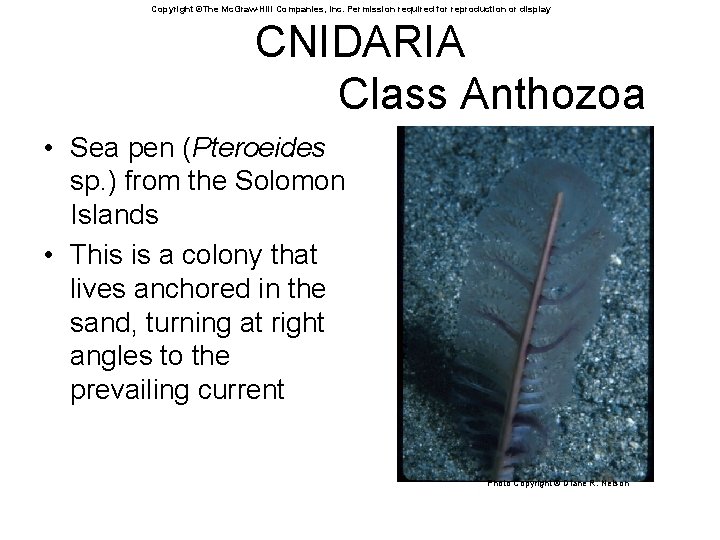 Copyright ©The Mc. Graw-Hill Companies, Inc. Permission required for reproduction or display CNIDARIA Class