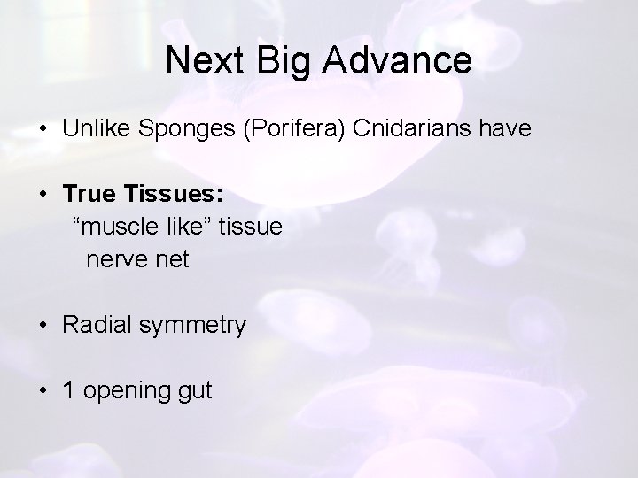 Next Big Advance • Unlike Sponges (Porifera) Cnidarians have • True Tissues: “muscle like”