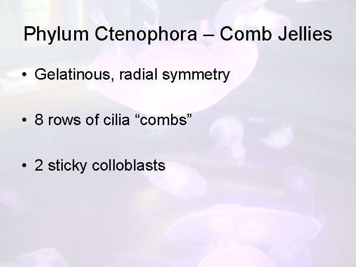 Phylum Ctenophora – Comb Jellies • Gelatinous, radial symmetry • 8 rows of cilia