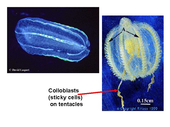 Colloblasts (sticky cells) on tentacles 