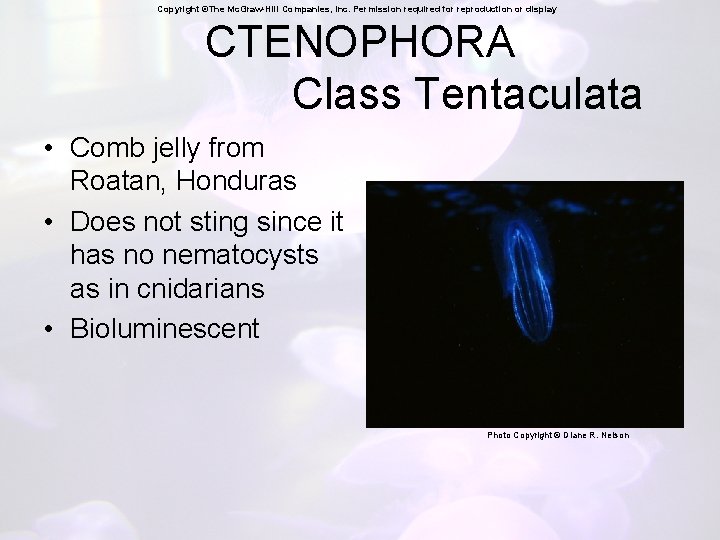 Copyright ©The Mc. Graw-Hill Companies, Inc. Permission required for reproduction or display CTENOPHORA Class