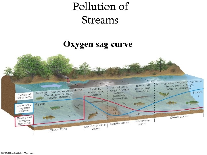 Pollution of Streams Oxygen sag curve 