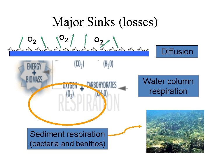 Major Sinks (losses) O 2 O 2 Diffusion Water column respiration Sediment respiration (bacteria