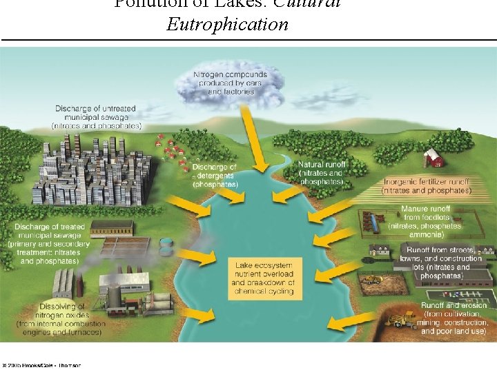 Pollution of Lakes: Cultural Eutrophication 