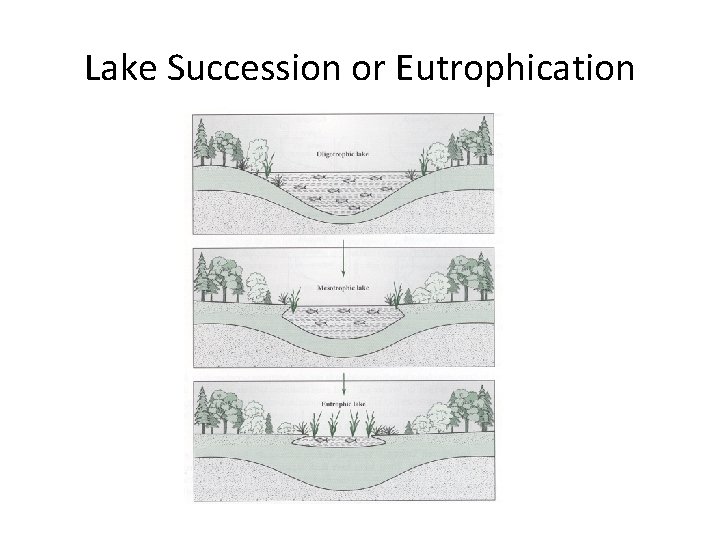 Lake Succession or Eutrophication 
