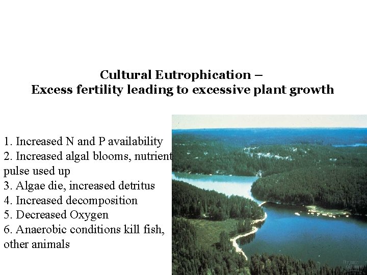 HUMAN IMPACTS Cultural Eutrophication – Excess fertility leading to excessive plant growth 1. Increased