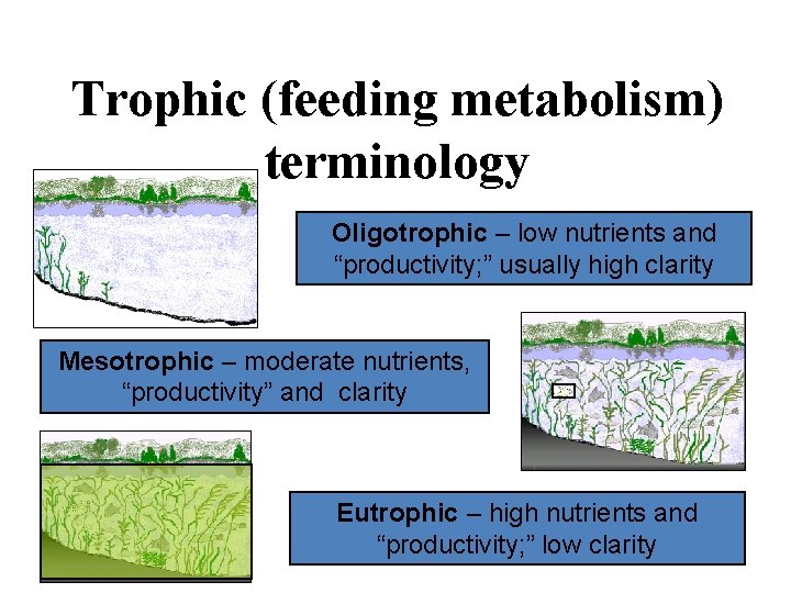 Trophic (feeding metabolism) terminology Oligotrophic – low nutrients and “productivity; ” usually high clarity