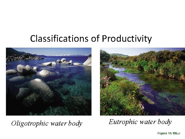 Classifications of Productivity Oligotrophic water body Eutrophic water body Figure 14. 18 b, c