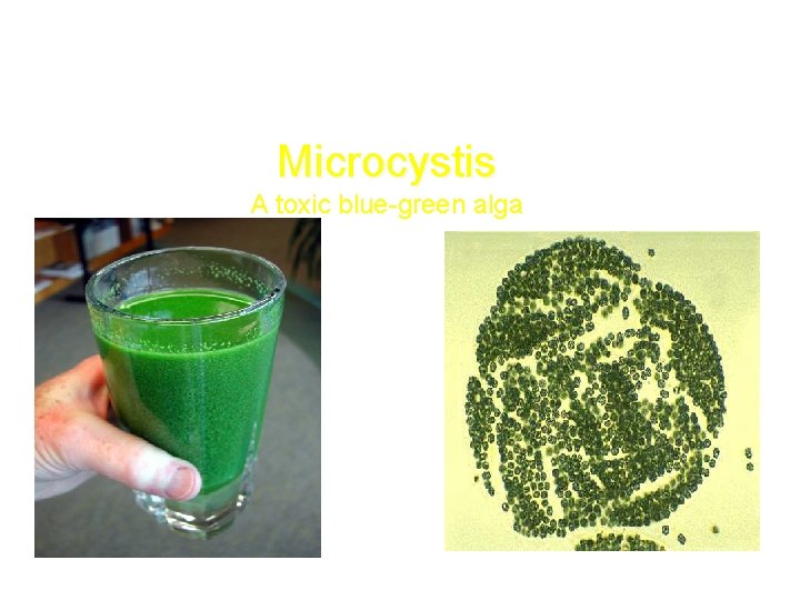 Microcystis A toxic blue-green alga 