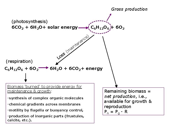 Gross production (photosynthesis) 6 CO 2 + 6 H 2 O+ solar energy C