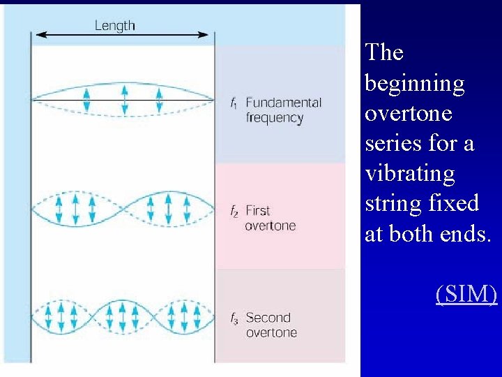 The beginning overtone series for a vibrating string fixed at both ends. (SIM) 