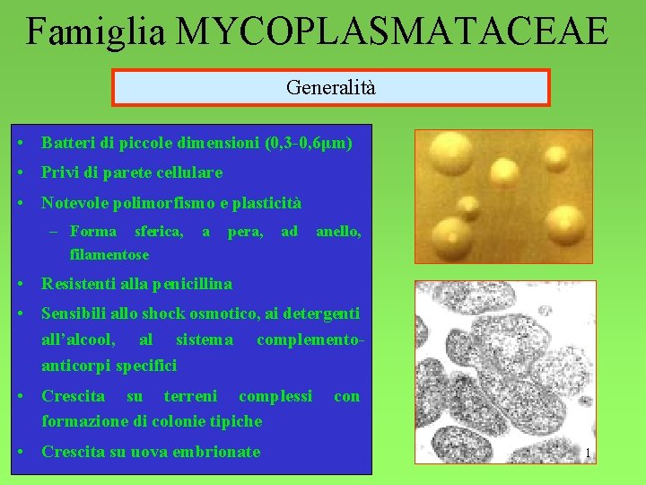 Famiglia MYCOPLASMATACEAE Generalità • Batteri di piccole dimensioni (0, 3 -0, 6μm) • Privi