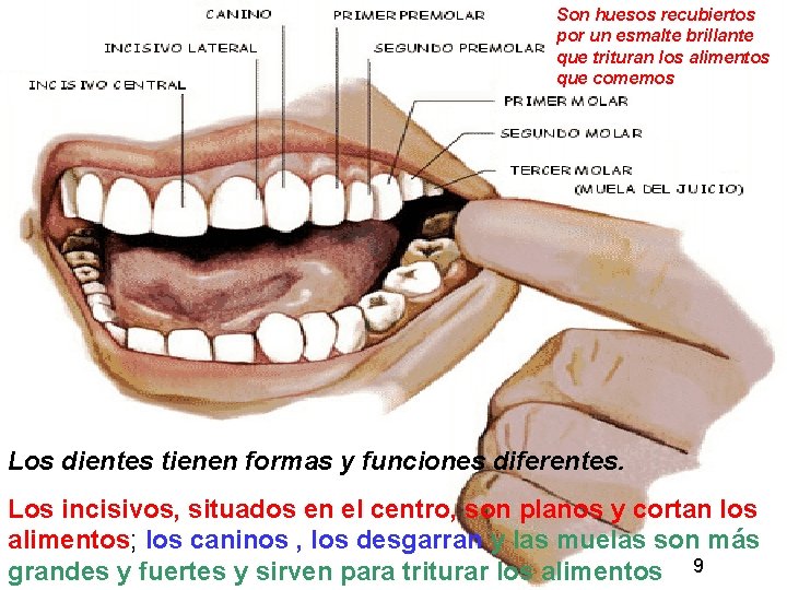 Son huesos recubiertos por un esmalte brillante que trituran los alimentos que comemos Los