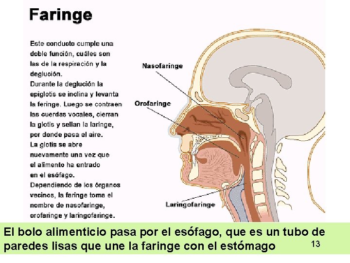 El bolo alimenticio pasa por el esófago, que es un tubo de 13 13