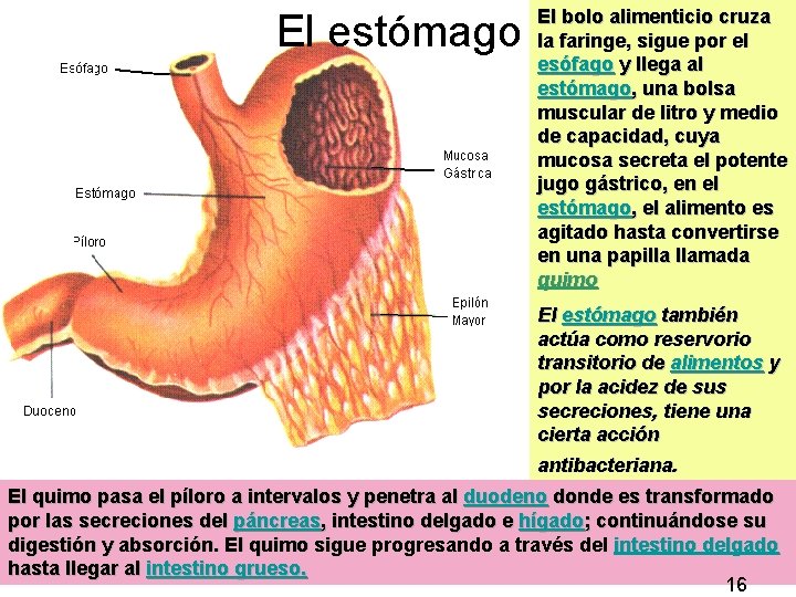 El estómago El bolo alimenticio cruza la faringe, sigue por el esófago y llega