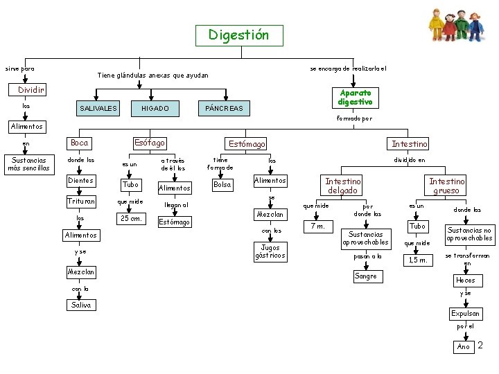 Digestión sirve para se encarga de realizarla el Tiene glándulas anexas que ayudan Dividir