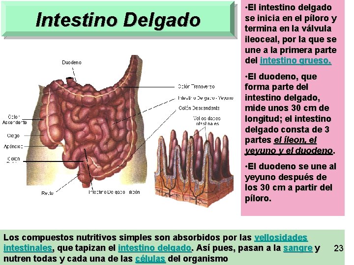 Intestino Delgado • El intestino delgado se inicia en el píloro y termina en