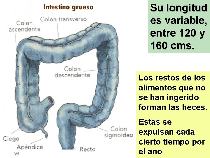 Su longitud es variable, entre 120 y 160 cms. Los restos de los alimentos