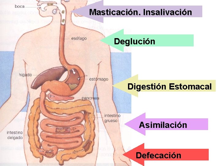 Masticación. Insalivación Deglución Digestión Estomacal Asimilación Defecación 25 