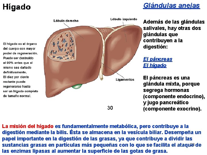 Glándulas anejas Además de las glándulas salivales, hay otras dos glándulas que contribuyen a