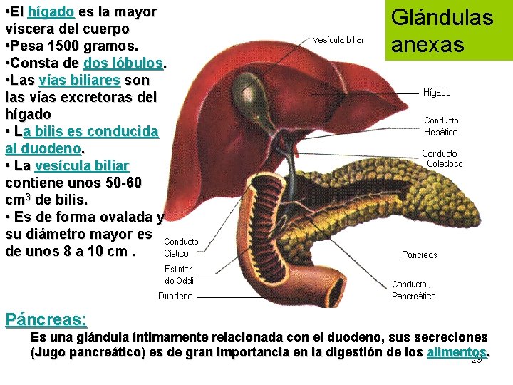  • El hígado es la mayor víscera del cuerpo • Pesa 1500 gramos.