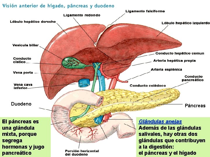 Duodeno El páncreas es una glándula mixta, porque segrega hormonas y jugo pancreático Páncreas