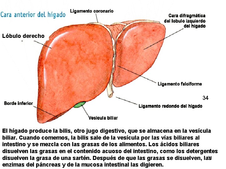 Lóbulo derecho 34 El hígado produce la bilis, otro jugo digestivo, que se almacena