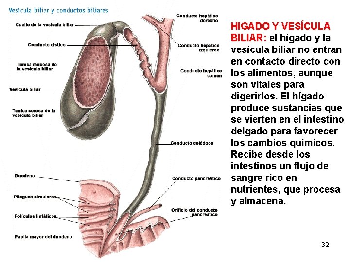 HIGADO Y VESÍCULA BILIAR: el hígado y la vesícula biliar no entran en contacto
