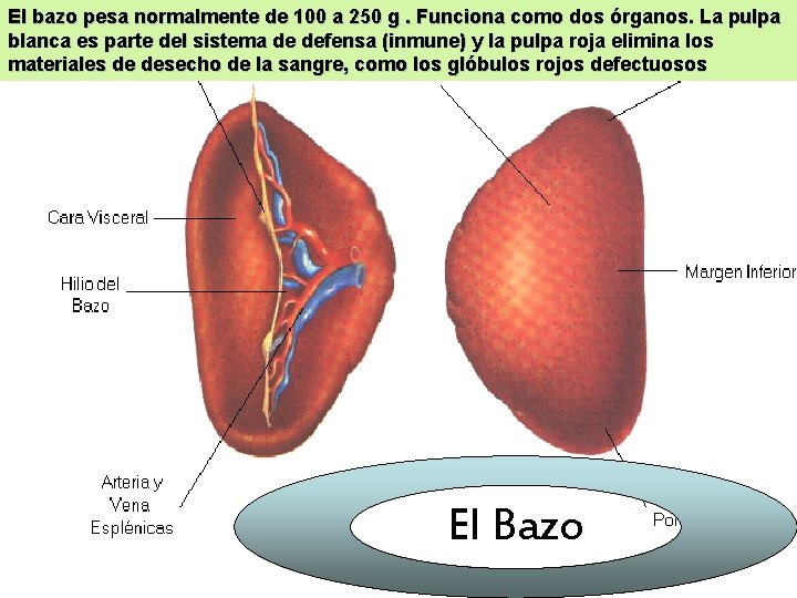 El bazo pesa normalmente de 100 a 250 g. Funciona como dos órganos. La