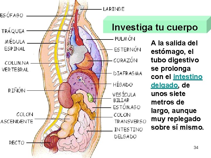 Investiga tu cuerpo A la salida del estómago, el tubo digestivo se prolonga con