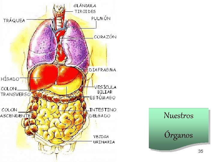 Nuestros Órganos 35 