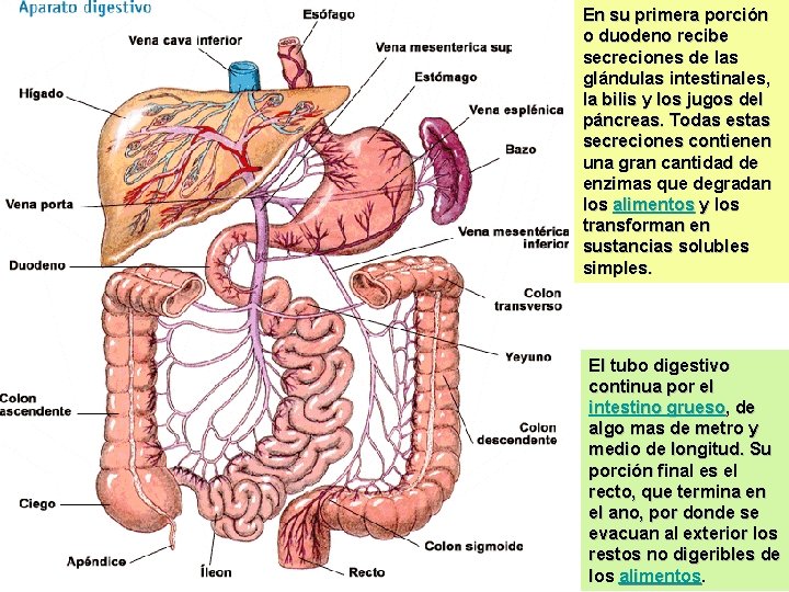 En su primera porción o duodeno recibe secreciones de las glándulas intestinales, la bilis