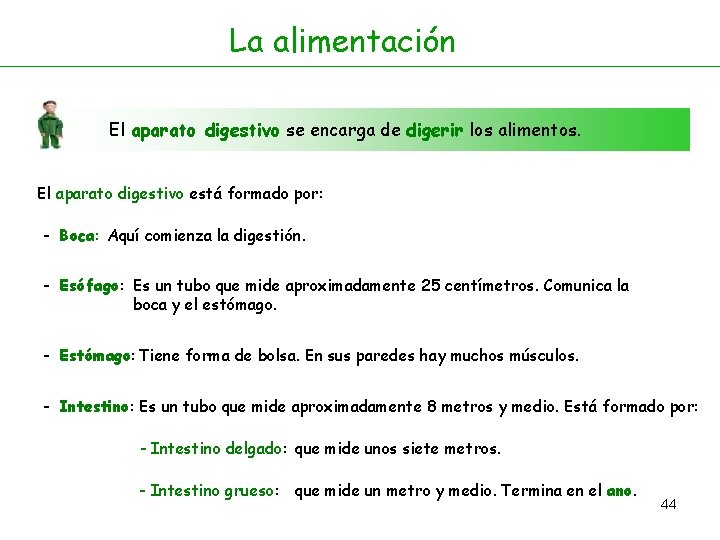 La alimentación El aparato digestivo se encarga de digerir los alimentos. El aparato digestivo