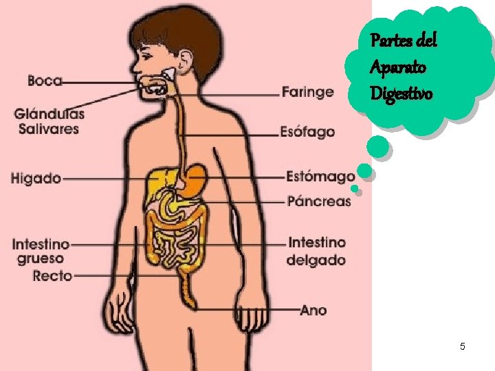 Partes del Aparato Digestivo 5 