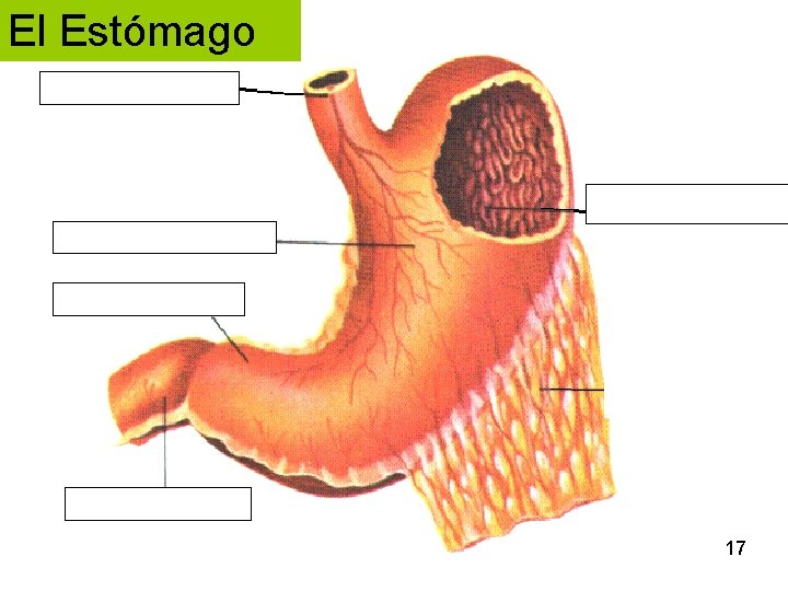 El Estómago 17 