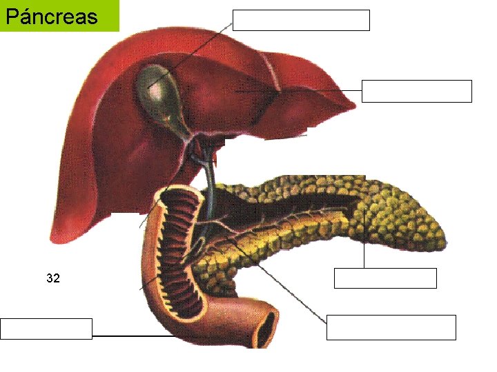 Páncreas 32 