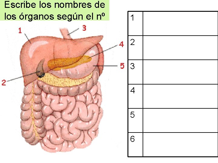 Escribe los nombres de los órganos según el nº 1 2 3 4 5