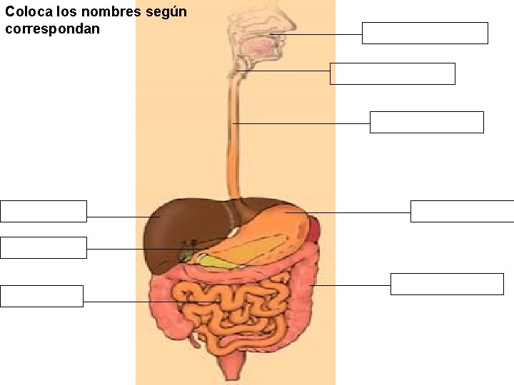 Coloca los nombres según correspondan 